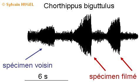 Chorthippus biguttulus oscillogramme
