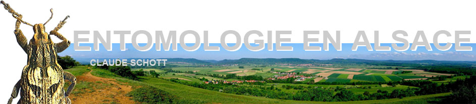 logo site Entomologie en Alsace